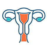 Uterus icon
